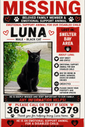 Lost Male Cat last seen Swinomish drive, La Conner, WA 98257