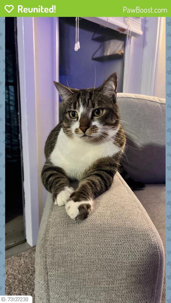 Reunited Female Cat last seen Near Club Vista Ln, Bonsall, CA 92003, USA, Bonsall, CA 92003
