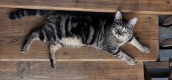 Lost Female Cat last seen W wellington, Chicago, IL 60634