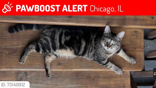 Lost Female Cat last seen W wellington, Chicago, IL 60634