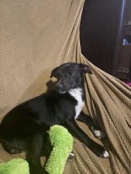 Found/Stray Female Dog last seen McKinley and 56th st , Los Angeles, CA 90011