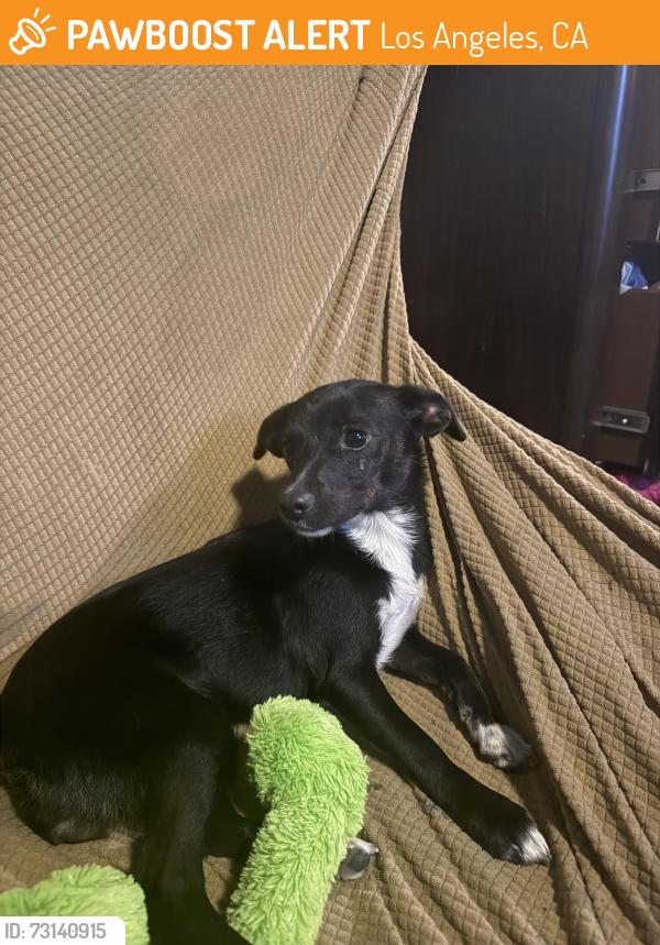 Found/Stray Female Dog last seen McKinley and 56th st , Los Angeles, CA 90011
