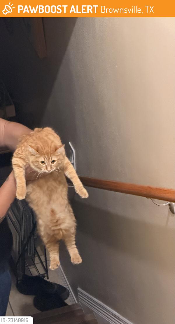 Found/Stray Unknown Cat last seen Near central blvd, Brownsville, TX 78520