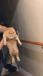 Found/Stray Unknown Cat last seen Near central blvd, Brownsville, TX 78520