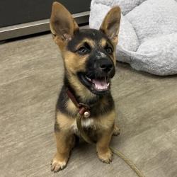 Shelter Stray Male Dog last seen , 361 S Raymond Ave, Pasadena, CA 91105, USA