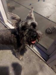 Reunited Female Dog last seen Madison & Ballantyne, El Cajon, CA 92020