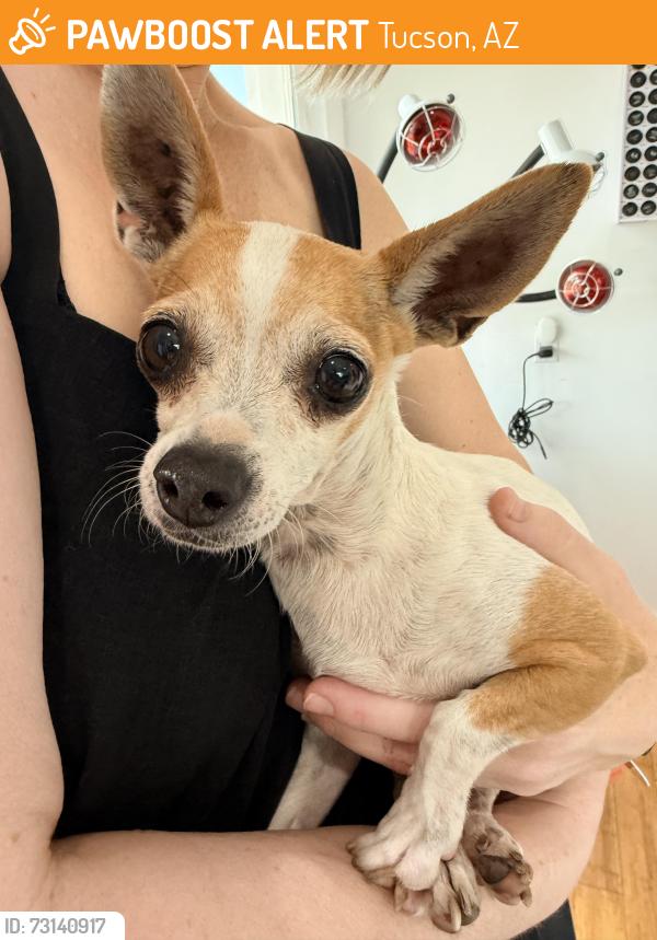 Found/Stray Female Dog last seen Congress and linda, Tucson, AZ 85745