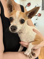 Found/Stray Female Dog last seen Congress and linda, Tucson, AZ 85745