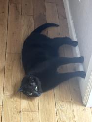 Lost Male Cat last seen E byers pl, Aurora, CO 80018