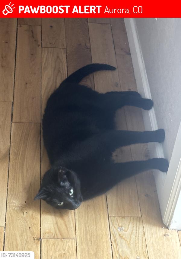 Lost Male Cat last seen E byers pl, Aurora, CO 80018