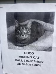 Lost Female Cat last seen Near, Houston, TX 77060