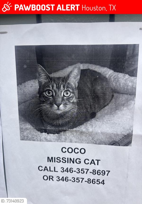 Lost Female Cat last seen Near, Houston, TX 77060