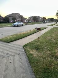 Found/Stray Unknown Dog last seen Lakewood and meadow view, Kennedale, TX 76060