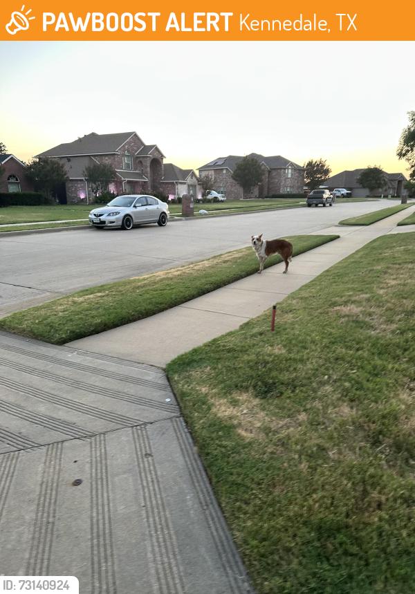 Found/Stray Unknown Dog last seen Lakewood and meadow view, Kennedale, TX 76060