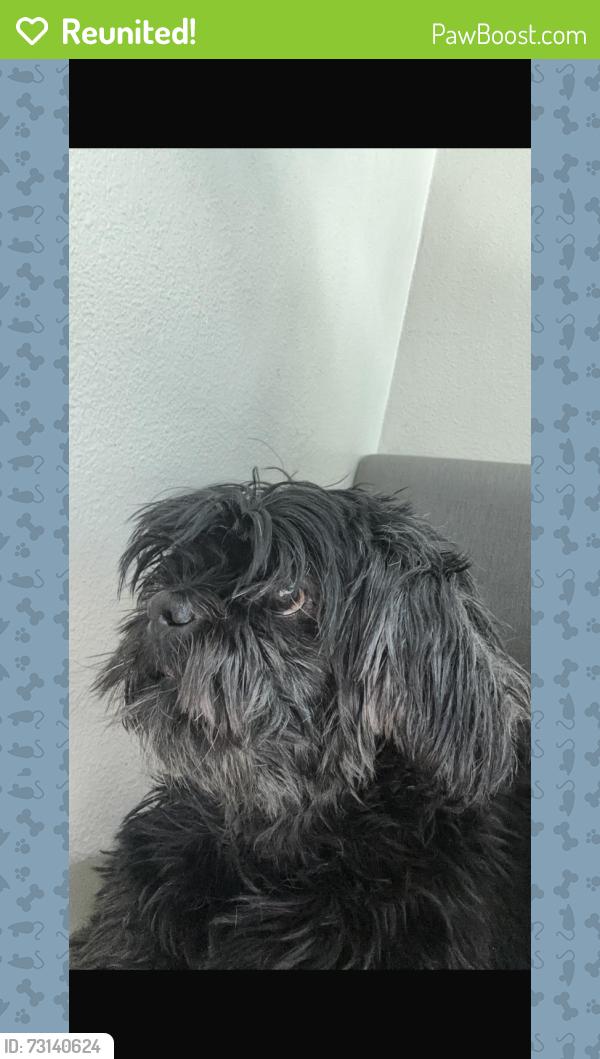 Reunited Male Dog last seen Grand Canyon and russel, Paradise, NV 89118