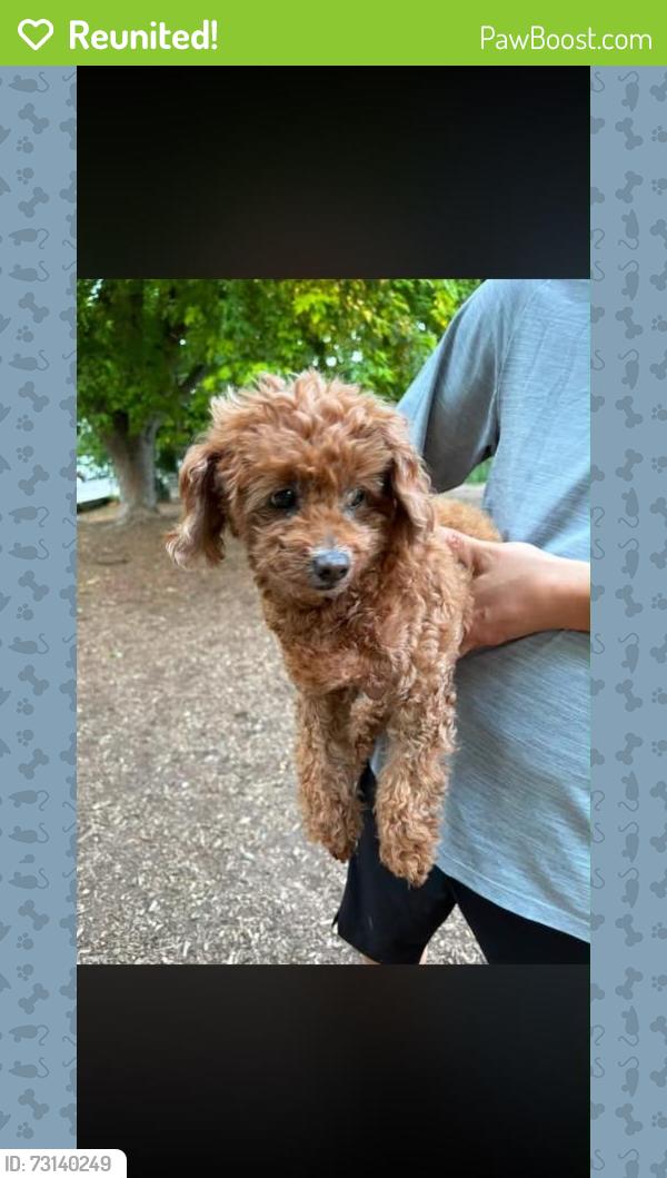 Reunited Female Dog last seen Woodbine and Danforth, Toronto, ON 