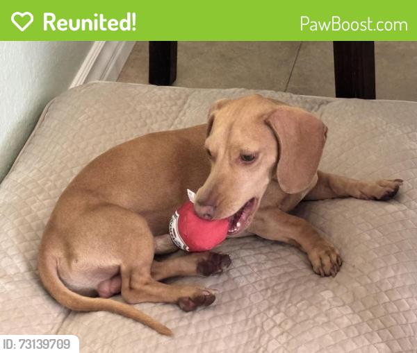 Reunited Male Dog last seen Dog Beach, PCH, Golden West, 22nd, 20nd, Huntington Beach, CA 92648