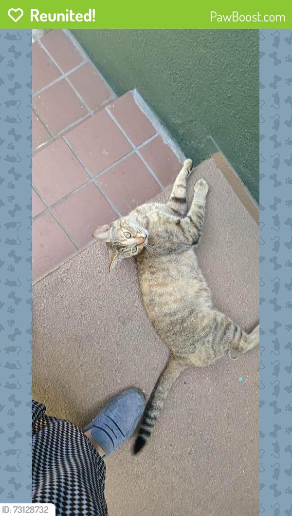 Reunited Female Cat last seen St. Louis ave and 10th street, Long Beach, CA 90804
