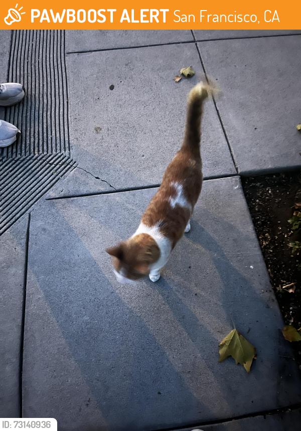 Found/Stray Unknown Cat last seen 9th and balboa, San Francisco, CA 94118