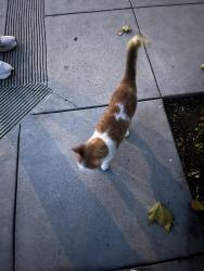 Found/Stray Unknown Cat last seen 9th and balboa, San Francisco, CA 94118