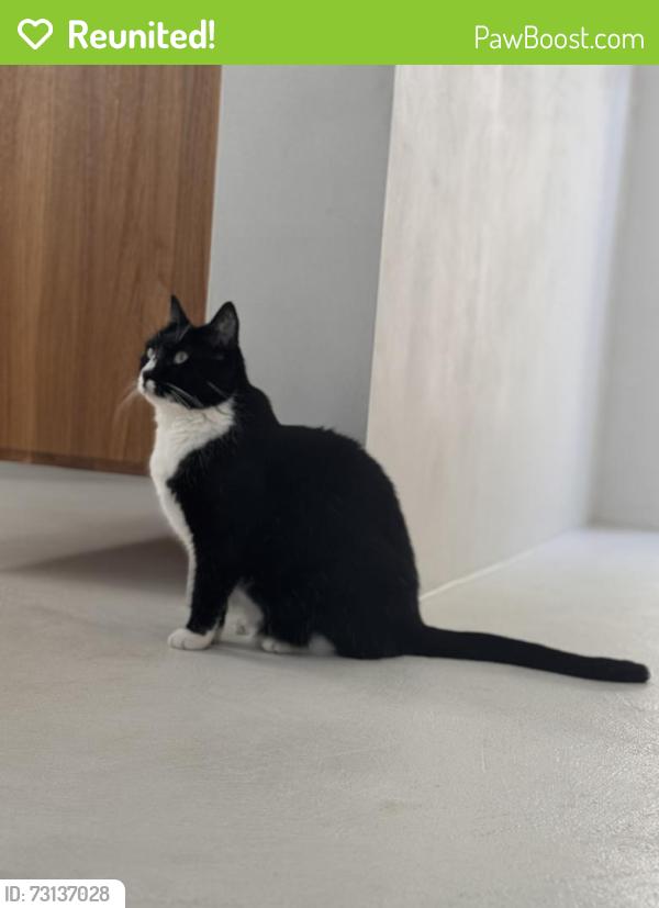 Reunited Female Cat last seen McGregor and Florida Avenue, Fort Myers, FL 33901