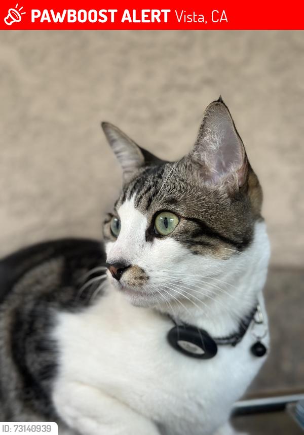 Lost Male Cat last seen Apollo dr, Vista, CA 92084
