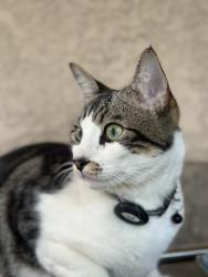 Lost Male Cat last seen Apollo dr, Vista, CA 92084