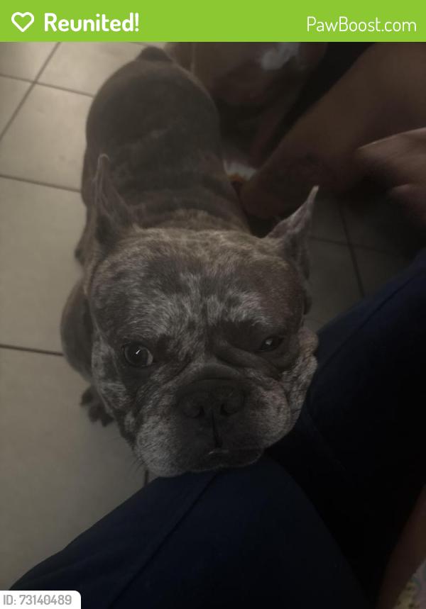 Reunited Male Dog last seen Near Vegas drive, Las Vegas, NV 89108