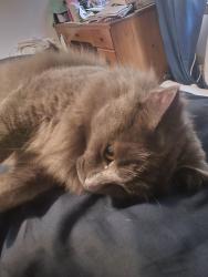 Reunited Male Cat last seen Gail dr, mckinley dr, Maddox wood dr, Griffin, GA 30224
