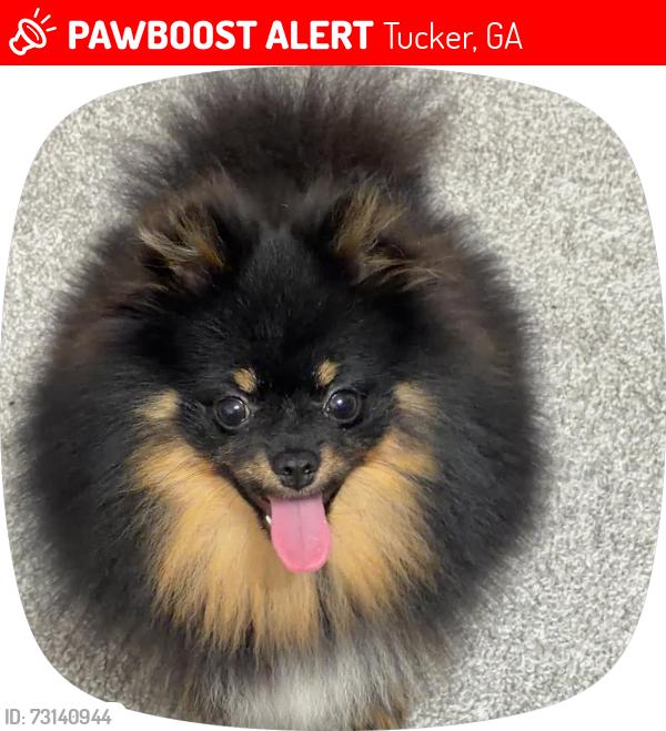 Lost Male Dog last seen apt g-1, Tucker, GA 30084