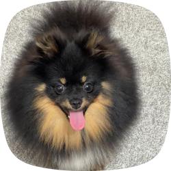 Lost Male Dog last seen apt g-1, Tucker, GA 30084