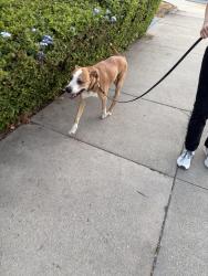Found/Stray Male Dog last seen Cypress and First St, Covina, Covina, CA 91723