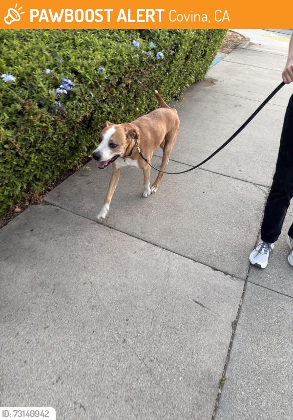 Found/Stray Male Dog last seen Cypress and First St, Covina, Covina, CA 91723