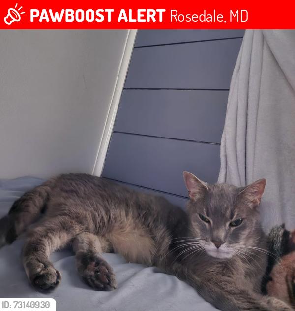 Lost Male Cat last seen Roslyn Ave, Rosedale, MD 21237