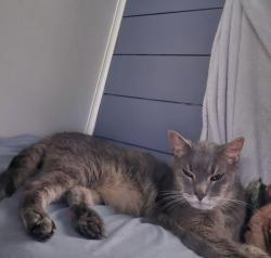 Lost Male Cat last seen Roslyn Ave, Rosedale, MD 21237