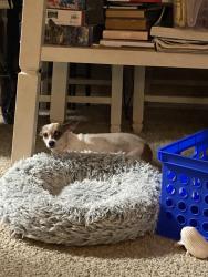Found/Stray Female Dog last seen City hall dr, Rosenberg, TX 77471