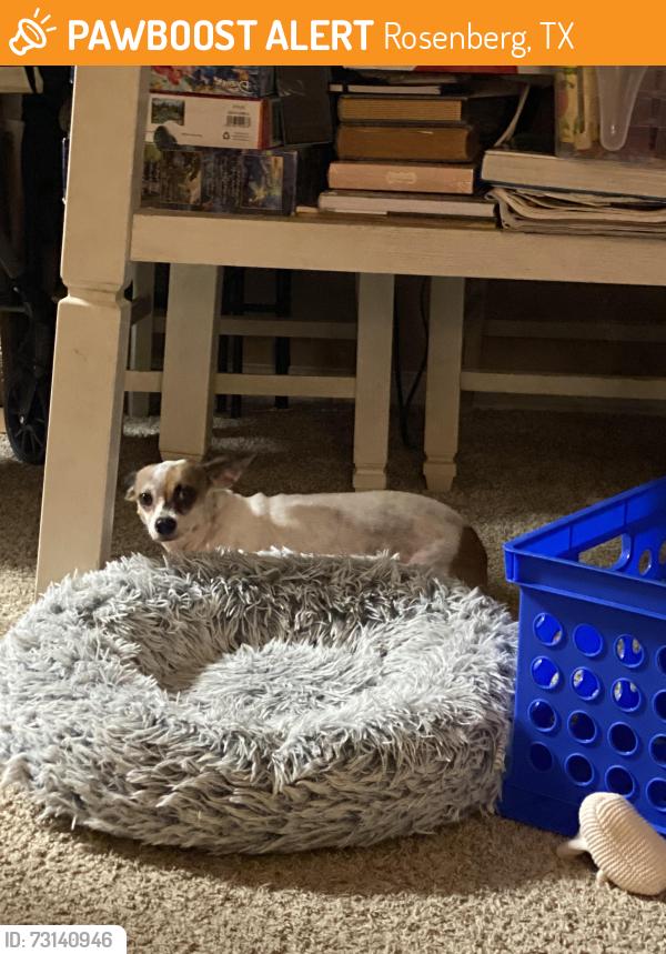 Found/Stray Female Dog last seen City hall dr, Rosenberg, TX 77471