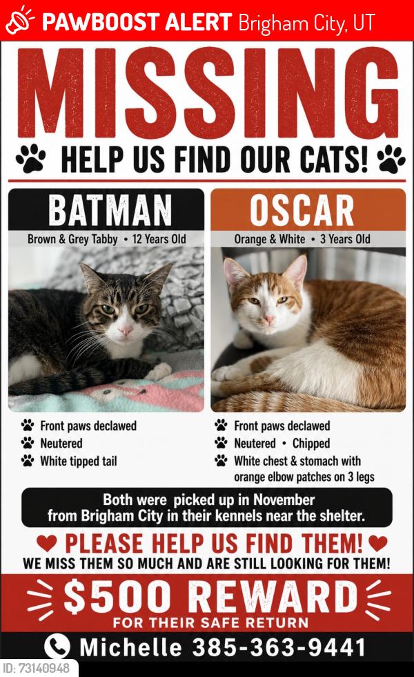 Lost Male Cat last seen Brigham city shelter, Brigham City, UT 84302