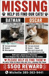 Lost Male Cat last seen Brigham city shelter, Brigham City, UT 84302