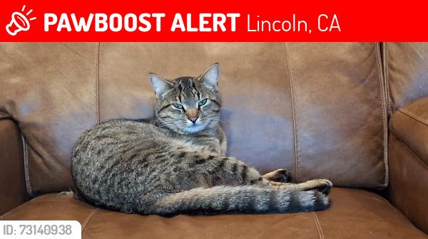 Lost Female Cat last seen Green Ravine x Ferrari Ranch, Lincoln, CA 95648
