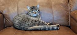 Lost Female Cat last seen Green Ravine x Ferrari Ranch, Lincoln, CA 95648