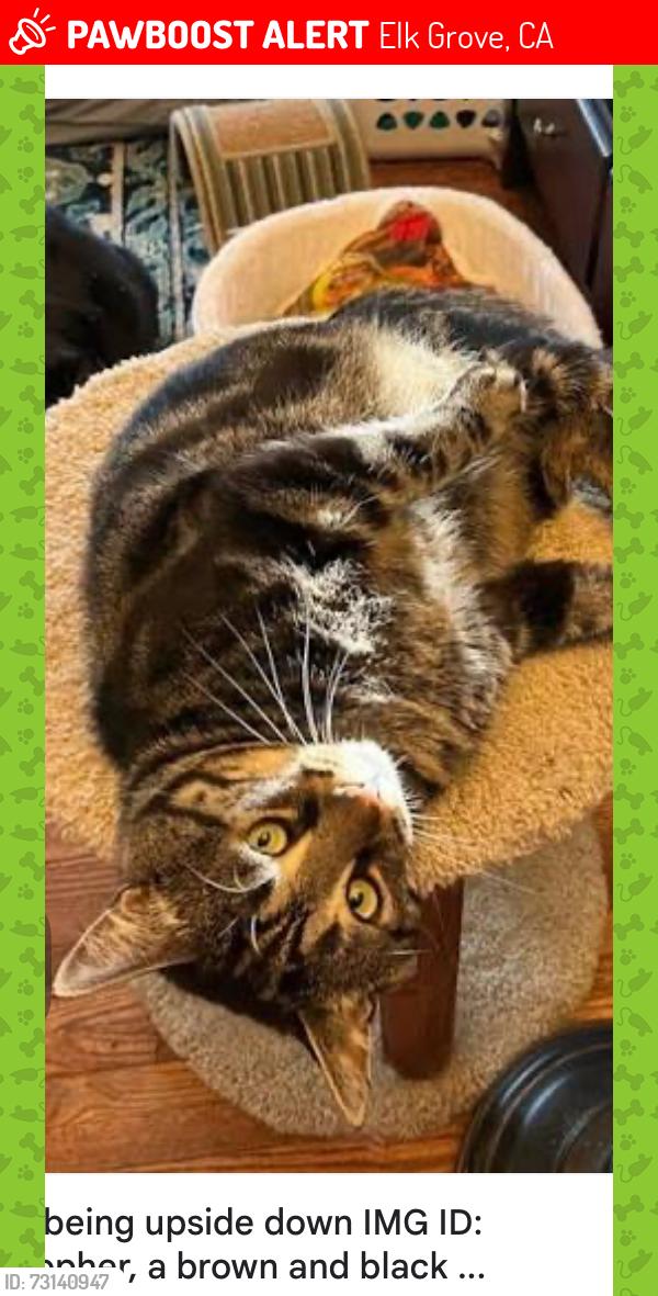 Lost Female Cat last seen New York Pizza, Elk Grove, CA 95624