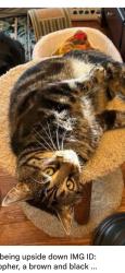 Lost Female Cat last seen New York Pizza, Elk Grove, CA 95624