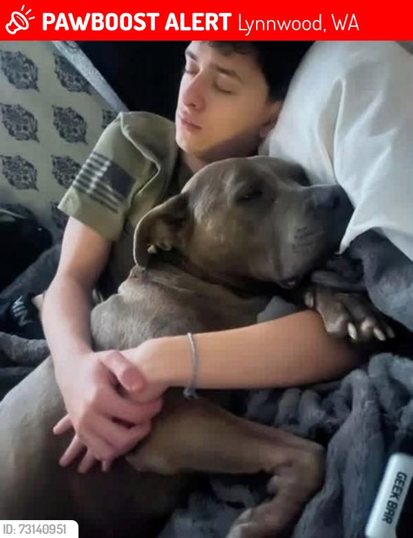 Lost Male Dog last seen alderwood middle school, Lynnwood, WA 98037