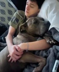 Lost Male Dog last seen alderwood middle school, Lynnwood, WA 98037