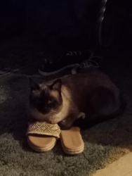 Lost Male Cat last seen Off of Bee Bee lane in the mountain views ests, Casa Grande, AZ 85193