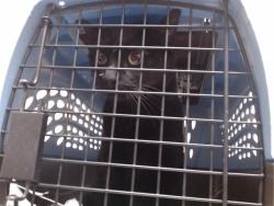 Shelter Stray Unknown Cat last seen Near BLOCK E 22ND AVE, DENVER CO 80205, 1241 W Bayaud Ave, Denver, CO 80223, USA