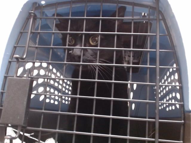 Shelter Stray Unknown Cat last seen Near BLOCK E 22ND AVE, DENVER CO 80205, 1241 W Bayaud Ave, Denver, CO 80223, USA