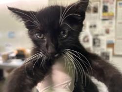 Shelter Stray Male Cat last seen , 1850 W 60th St, Los Angeles, CA 90047, USA