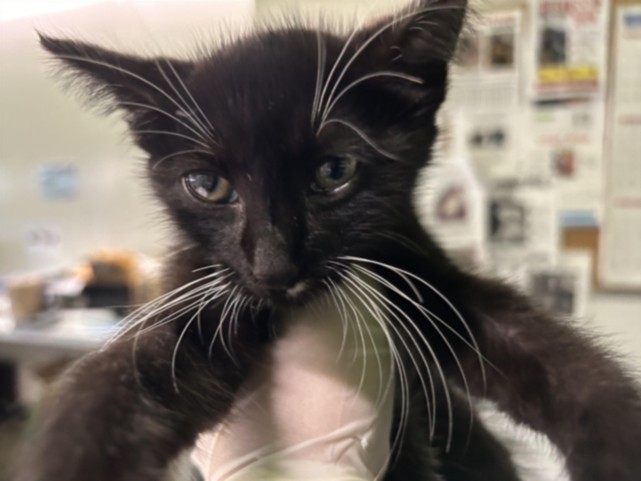 Shelter Stray Male Cat last seen , 1850 W 60th St, Los Angeles, CA 90047, USA